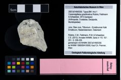 NHMW-GEO-2007z0149-0355_Ol_01.tifCracensigillatus gracilirostrus (Robins, Feldmann & Schweitzer, 2013)  (NHMW-GEO-2007z0149-0355)